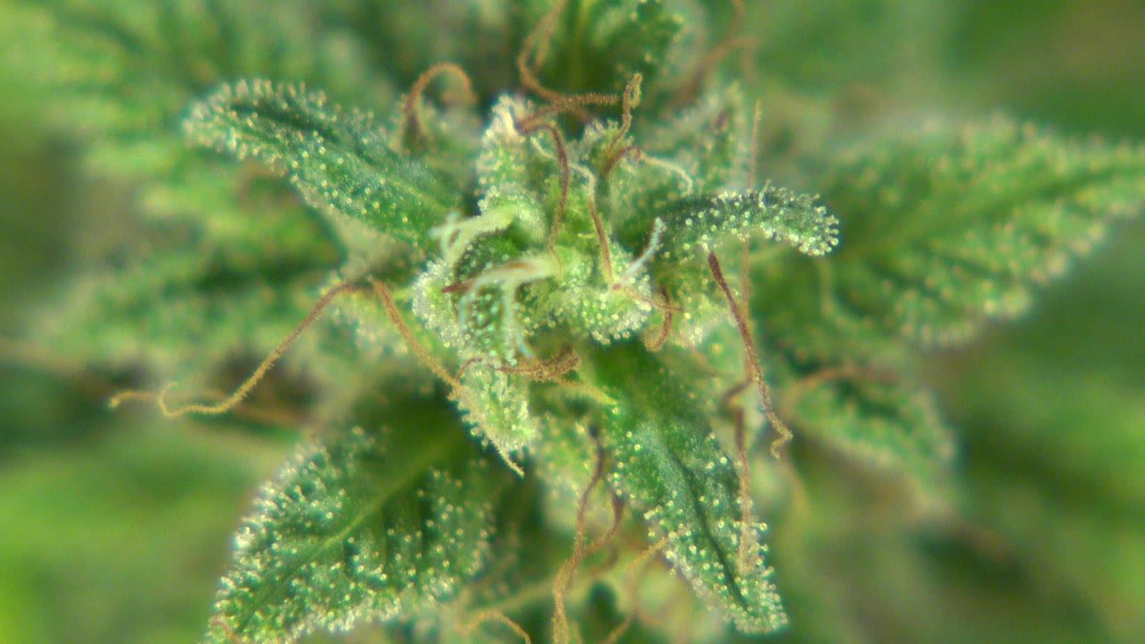 Opening close-up of green plant leaves in Westminster, Colorado, with fine hairs and bright specks against a soft green background, no visible people.