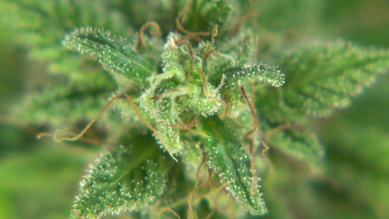 Close view of green serrated plant leaves and tan stems in Westminster, Colorado, with fine white hairs visible and no visible people.
