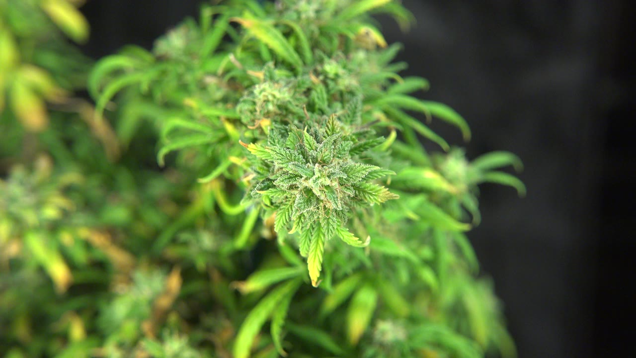 Close-up of a green cannabis flower and leaves in Westminster, Colorado, with a dark blurred indoor background and no visible people.
