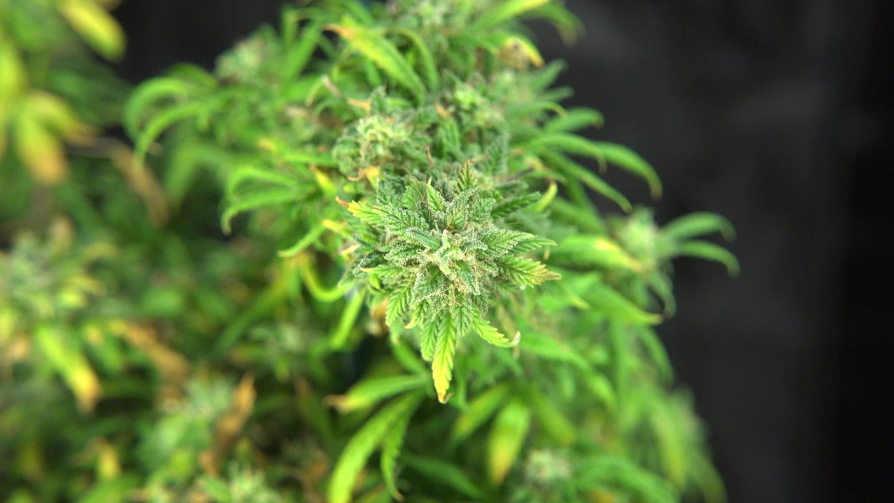 Close-up of a green plant bud and thin leaves in Westminster, Colorado, with dark blurred background areas and no visible people.