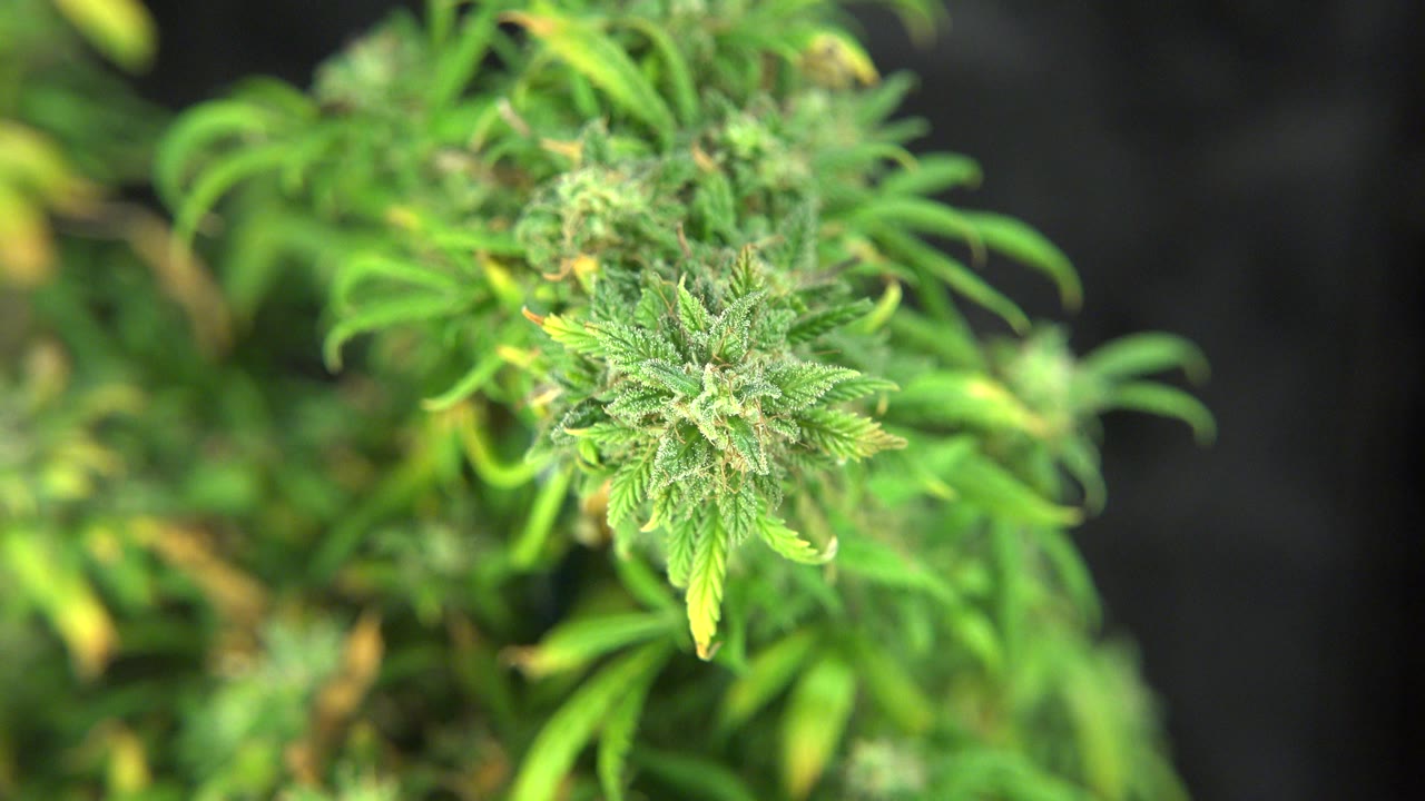 Close view of a green marijuana bud with surrounding leaves and soft background blur.