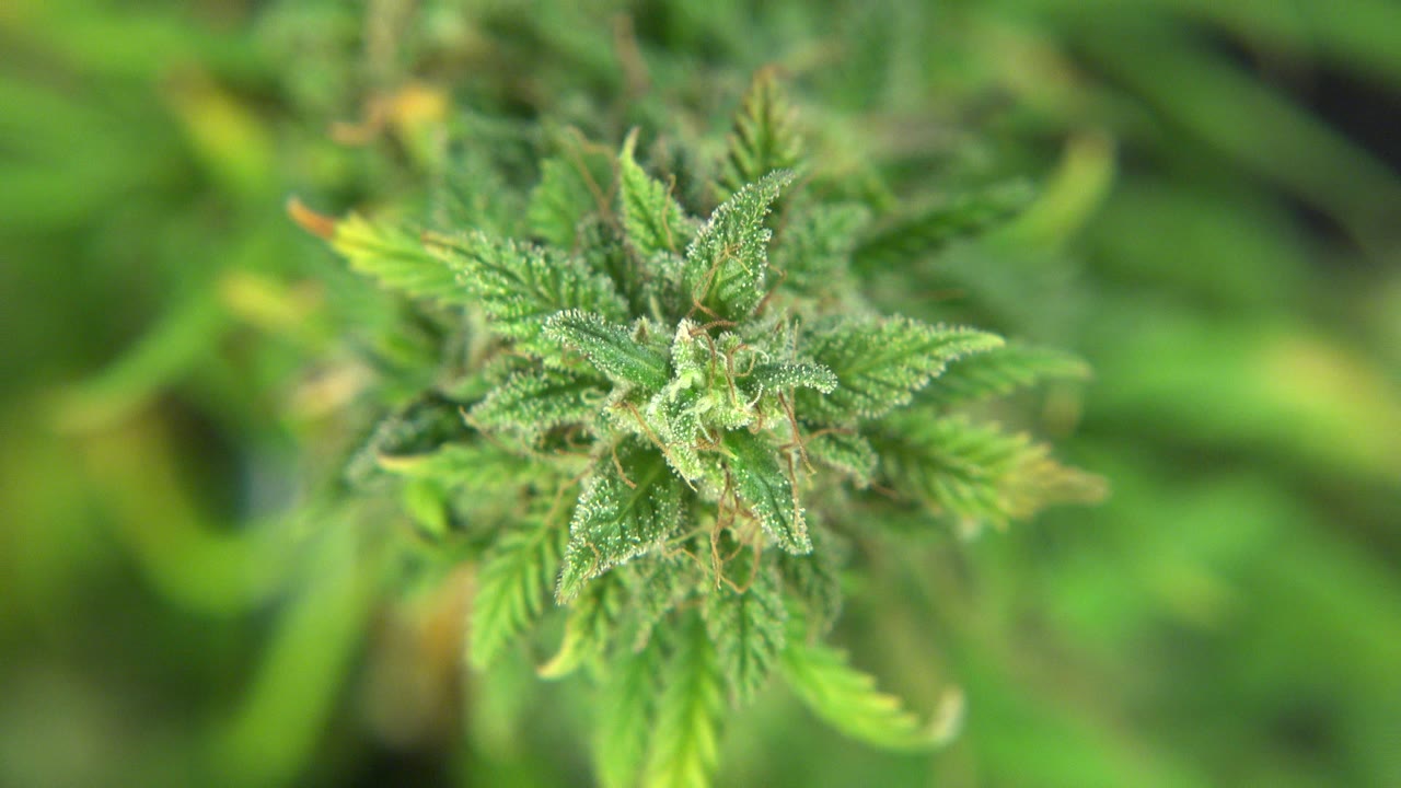 A close-up green marijuana bud in Westminster, Colorado, with serrated leaves and soft background blur, no visible people.