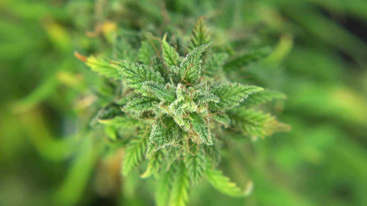 The marijuana bud remains centered in a shallow-focus Westminster, Colorado frame, with leaf tips and pale hairs visible and no visible people.
