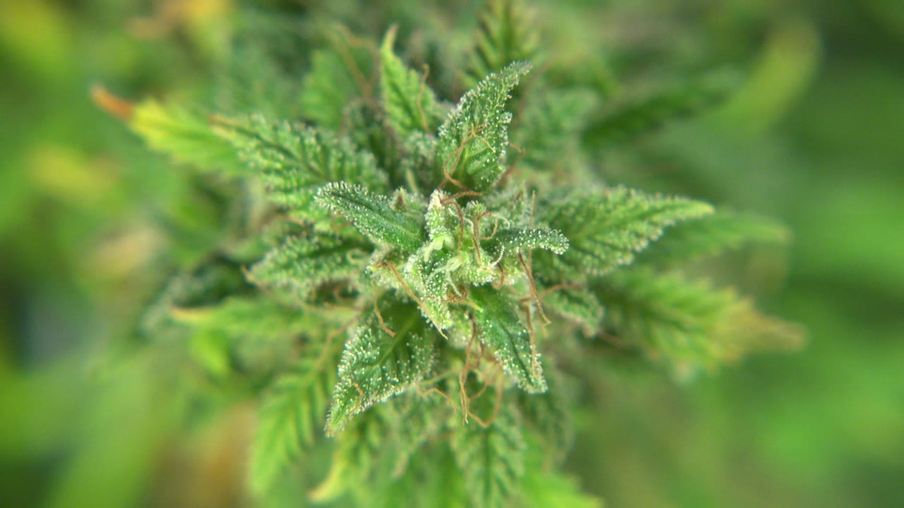 Green cannabis bud seen closer with blurred foliage behind it.