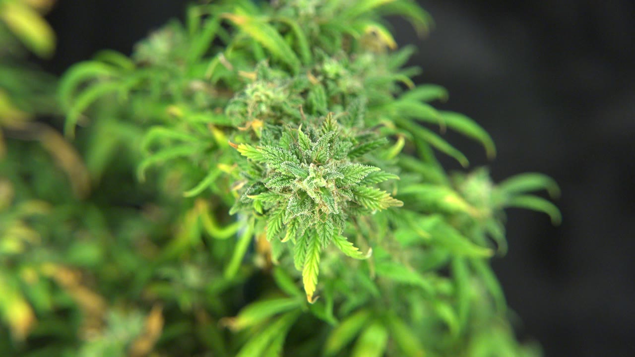 Close-up of a green plant bud with narrow leaves and blurred background foliage in Westminster, Colorado, with no visible people.