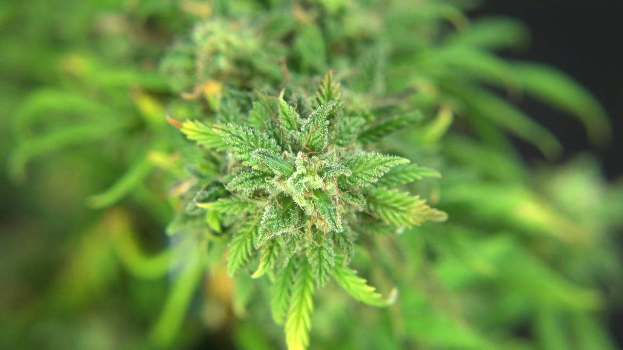 Close cannabis bud with green leaves in soft indoor light.