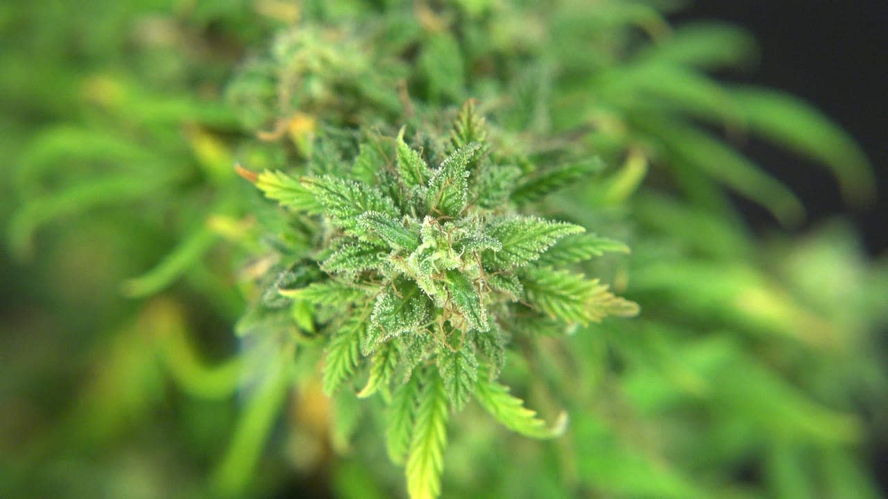 The cannabis flower sits near center frame in Westminster, Colorado, surrounded by soft green leaves and out-of-focus indoor plant growth, with no visible people.