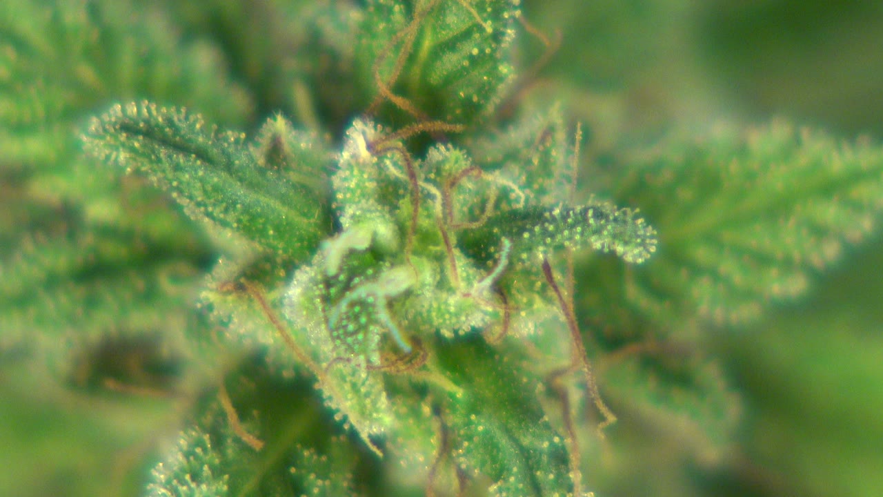 Close green plant leaves with fine surface droplets and thin brown stems against blurred greenery in Westminster, Colorado, with no visible people.