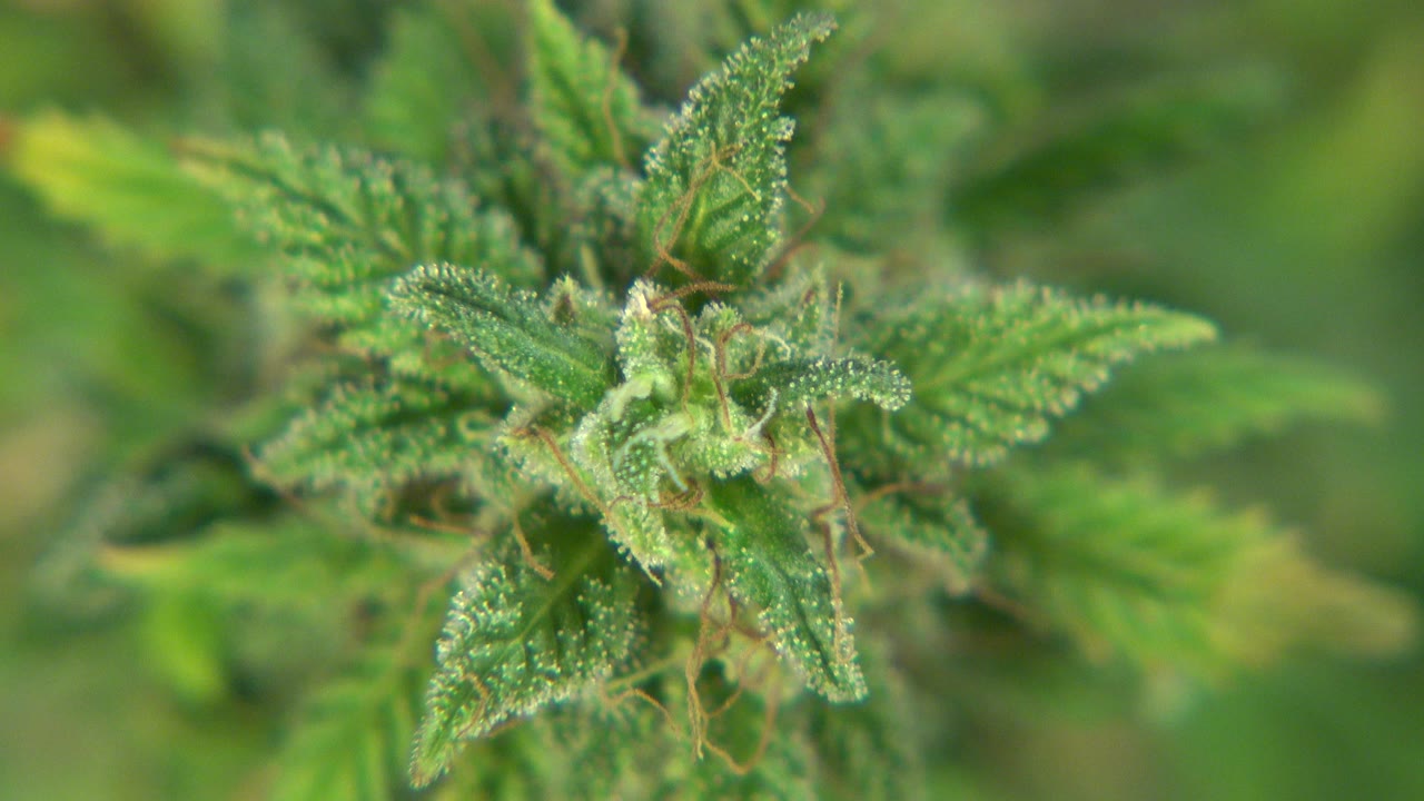Close cannabis flower with green leaves against a blurred dark background.