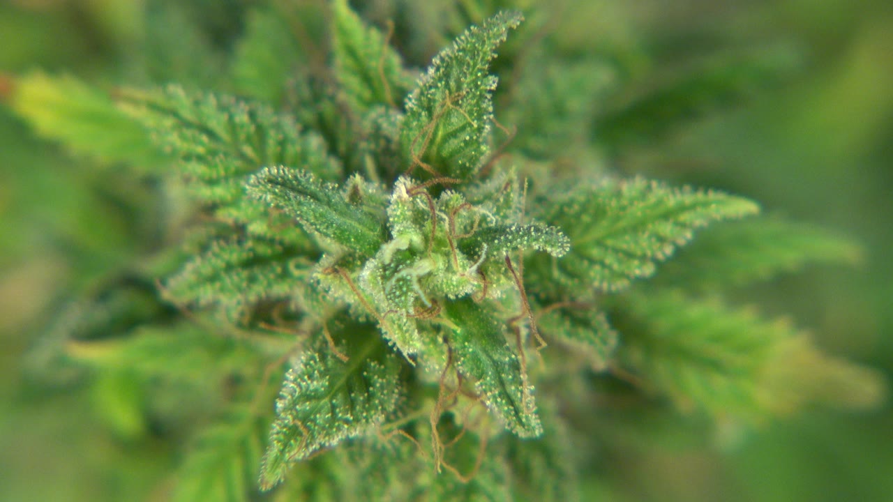 A central cannabis bud in Westminster, Colorado, stays sharp while surrounding green leaves soften into the background, no visible people.