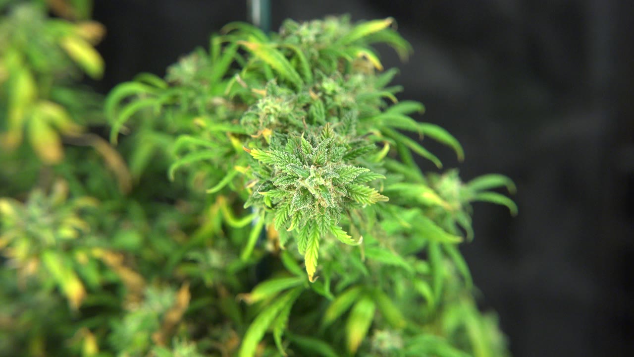 Close view of a green marijuana plant in Westminster, Colorado, with a bud and thin leaves in soft focus against a dark background, no visible people.