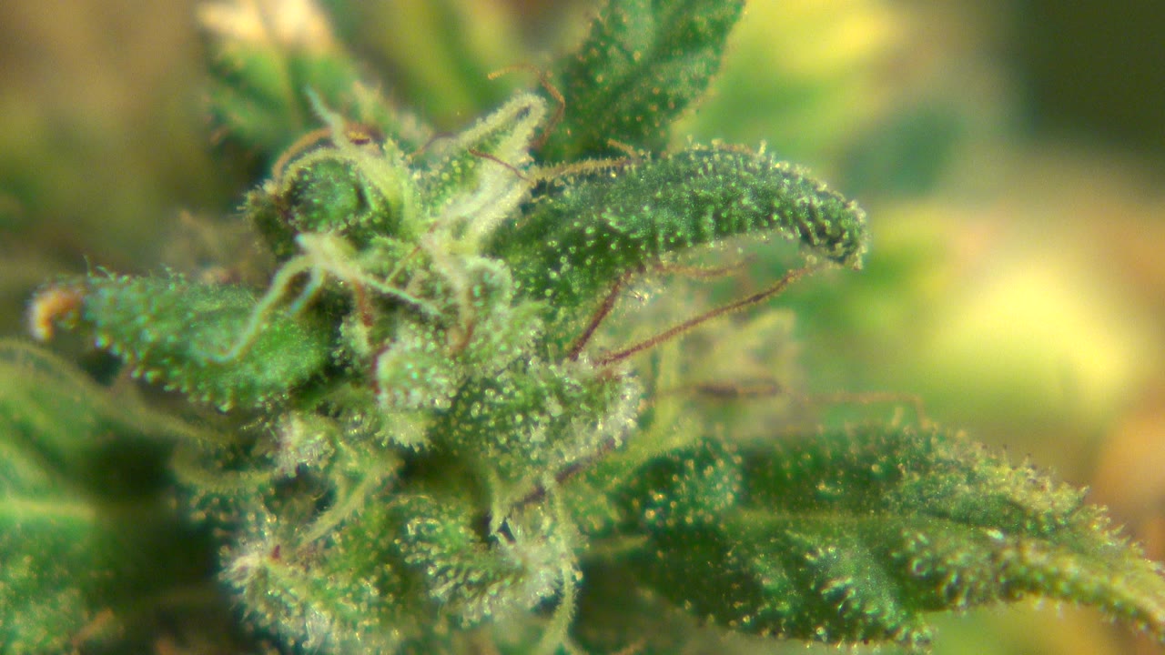 Close-up view of a green cannabis plant in Westminster, Colorado, with white trichomes on the leaves and flower material and no visible people.