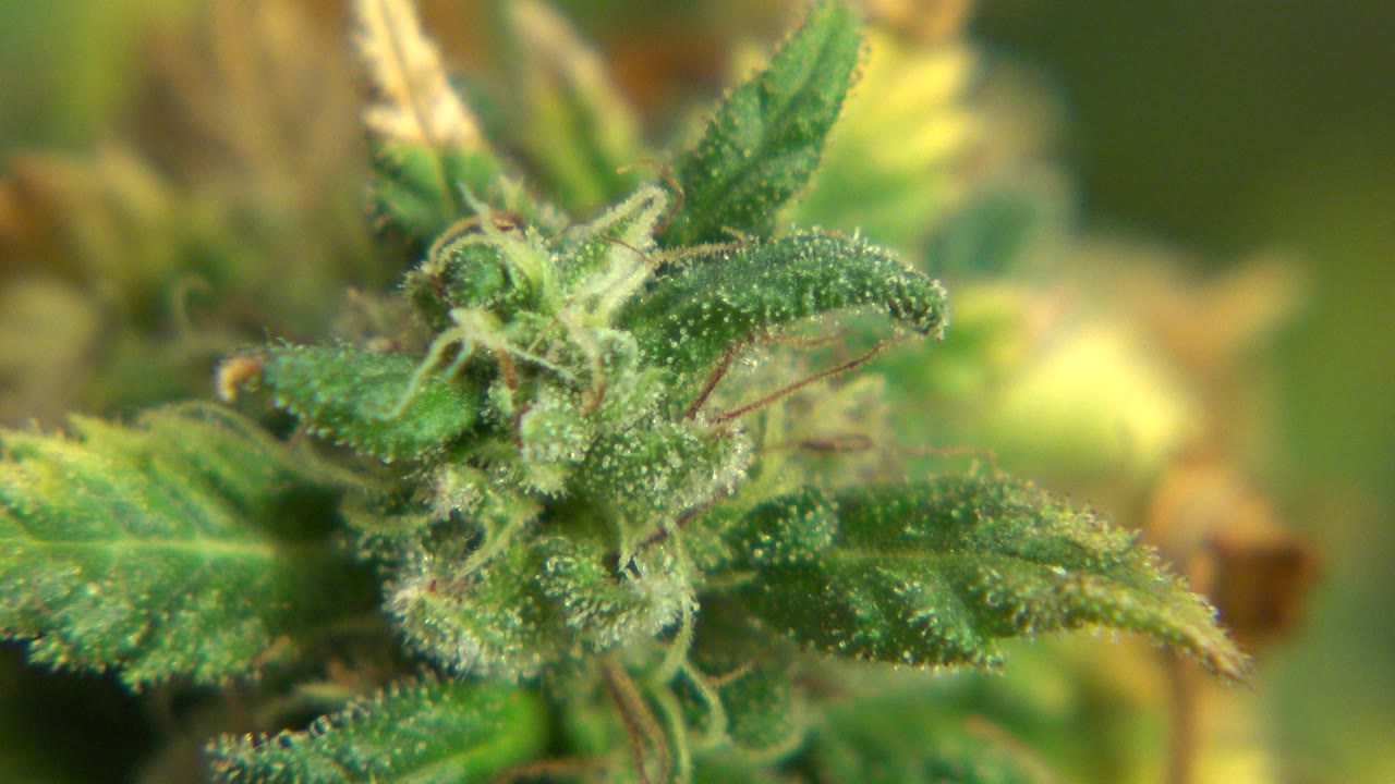 A similar close-up holds on the flowering green plant, showing more pale hairs and textured leaf surfaces in Westminster, Colorado, with no visible people.