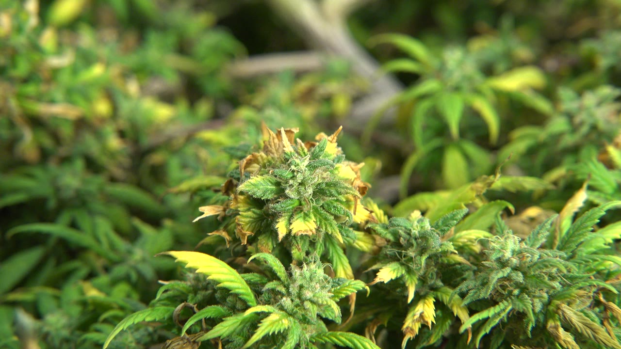 Close cannabis buds and green leaves under warm grow light.