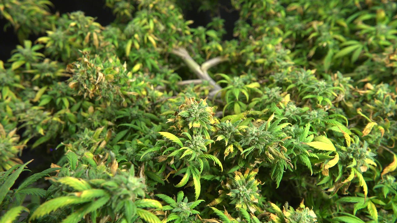 Close green herb-like foliage in Westminster, Colorado, with clustered tops in the center-left, yellow leaf tips, soft background branches, and no visible people.