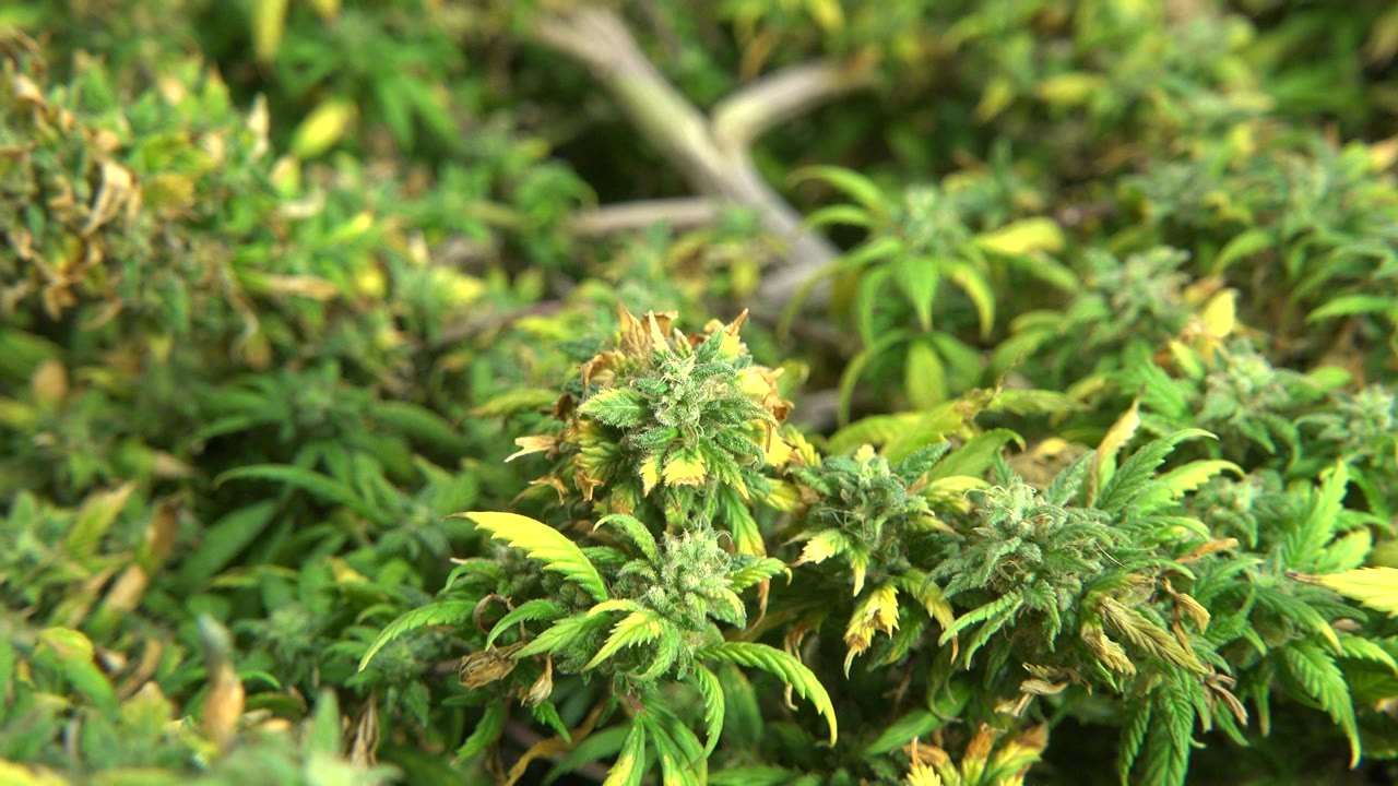 Close-up of flowering cannabis buds and green leaves.