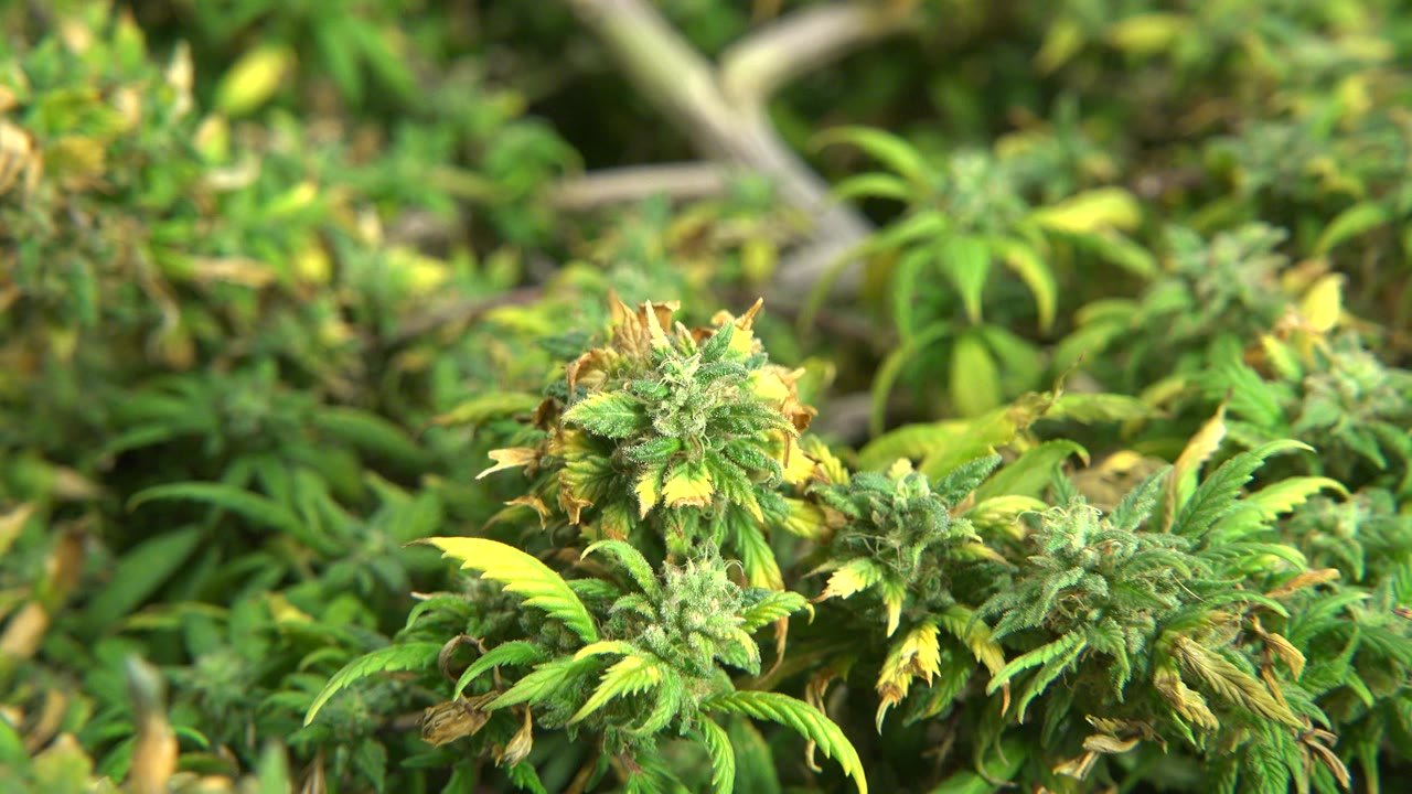 A tight Westminster, Colorado view shows cannabis flowers with green leaves and yellowing tips, backed by soft garden foliage and no visible people.