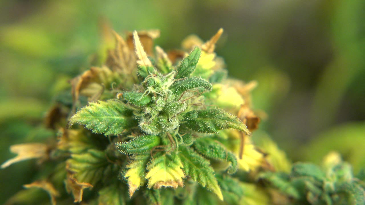 Close-up of a green flowering plant in Westminster, Colorado, with pale filaments, fuzzy leaves, yellow highlights, brown dried edges, and no visible people.