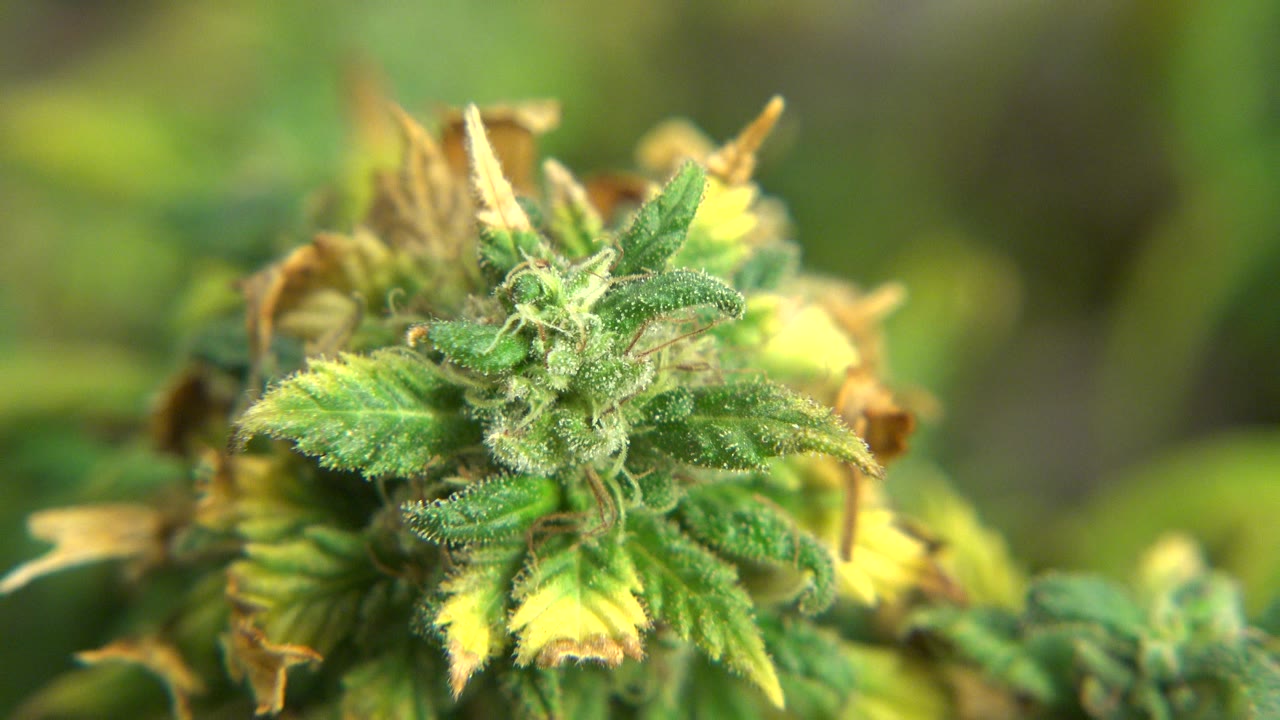 A slightly closer Westminster, Colorado view of the green plant shows the central bud, textured leaf surfaces, pale hairs, warm highlights, and no visible people.