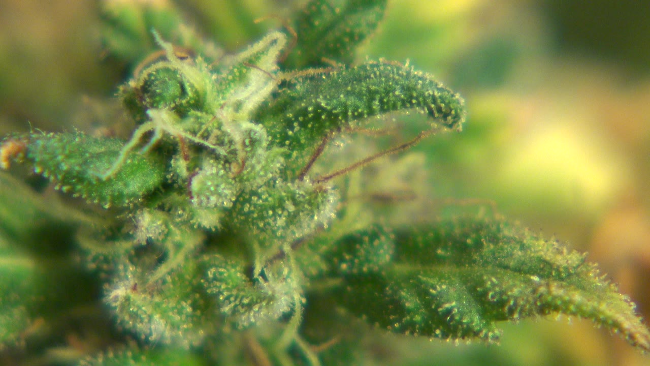 Close-up of green plant leaves and a small fuzzy bud in Westminster, Colorado, with yellow-green blur behind them and no visible people.