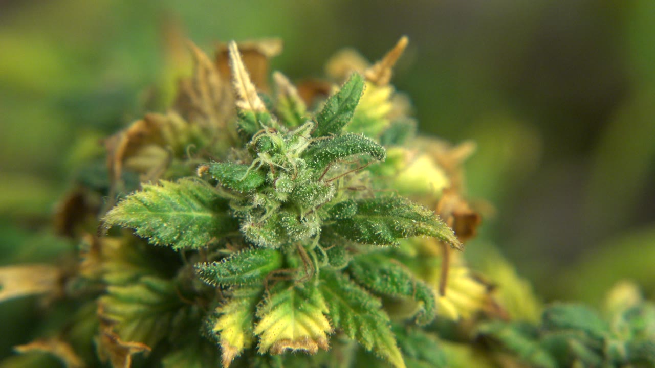 Close foreground view of a green plant bud with yellowing leaves and soft foliage in Westminster, Colorado, with no visible people.