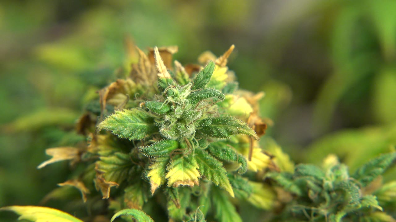 Plant bud and leaves with blurred greenery around it.