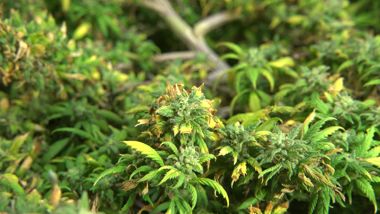 Opening frame of small green marijuana plants in Westminster, Colorado, with clustered buds, yellowing leaves, soft background foliage, and no visible people.