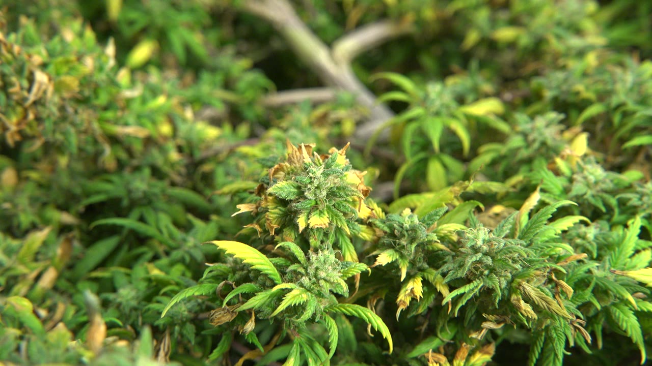 Second frame shows the marijuana buds slightly larger in the composition, surrounded by green leaves and yellow leaf tips in Westminster, Colorado, with no visible people.