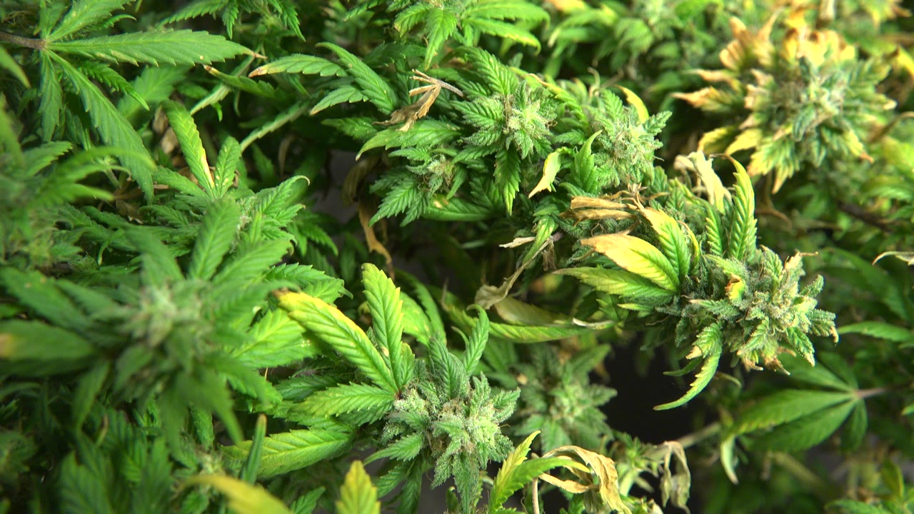 Close-up frame from Westminster, Colorado showing dense marijuana leaves and flowering buds under warm light, with no visible people.
