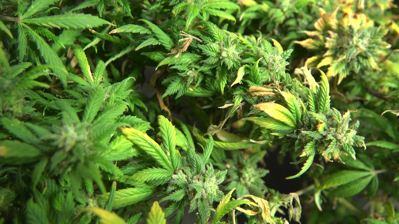 A Westminster, Colorado cannabis plant fills the frame with clustered buds, bright green serrated leaves, and no visible people.