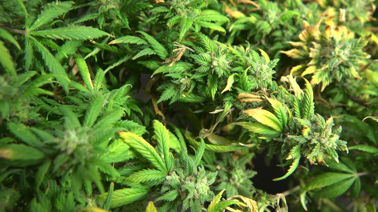 Dense marijuana plant canopy with buds and leaves.