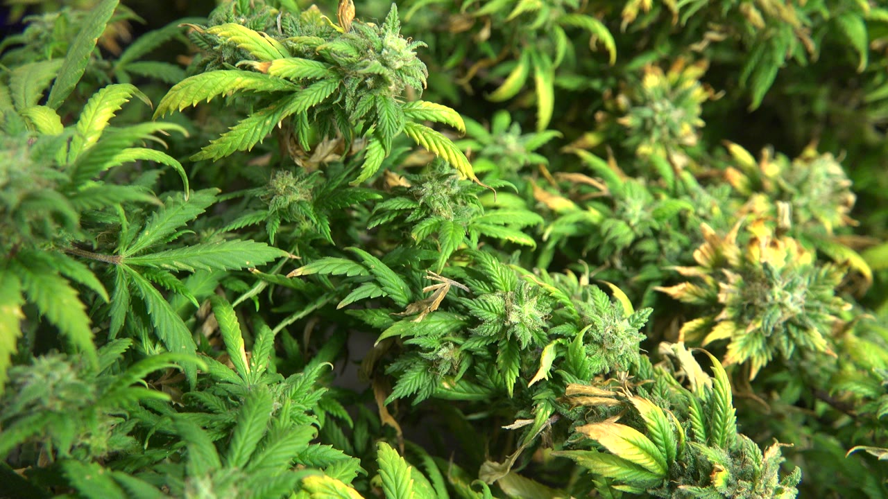 Close-up of green cannabis leaves and tan flower buds under LED grow lighting in Westminster, Colorado, with no visible people.