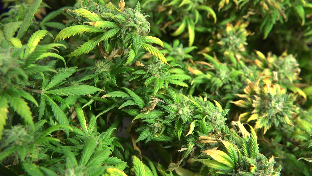 A tight view of cannabis plant tops in Westminster, Colorado, shows curled green leaves, tan bud tips, and soft purple light in the background, with no visible people.