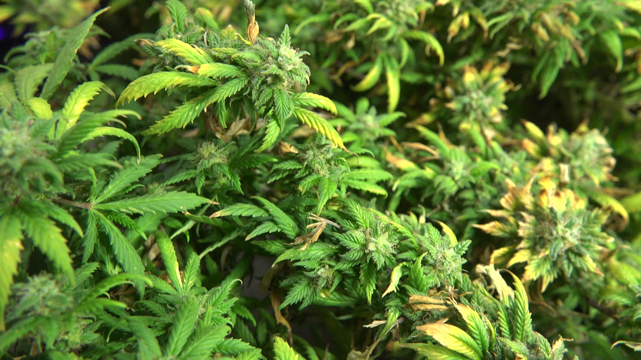 Dense cannabis foliage with several bud clusters under LED lighting.