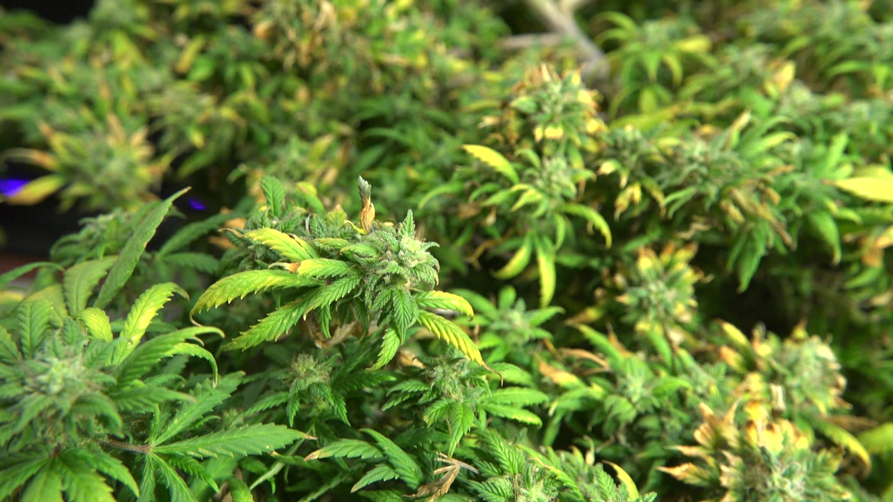 Close view of green flowering cannabis plants in Westminster, Colorado, with buds and serrated leaves filling the frame and no visible people.