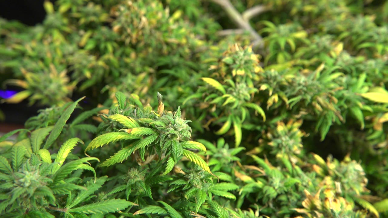Dense cannabis vegetation with buds across the frame.