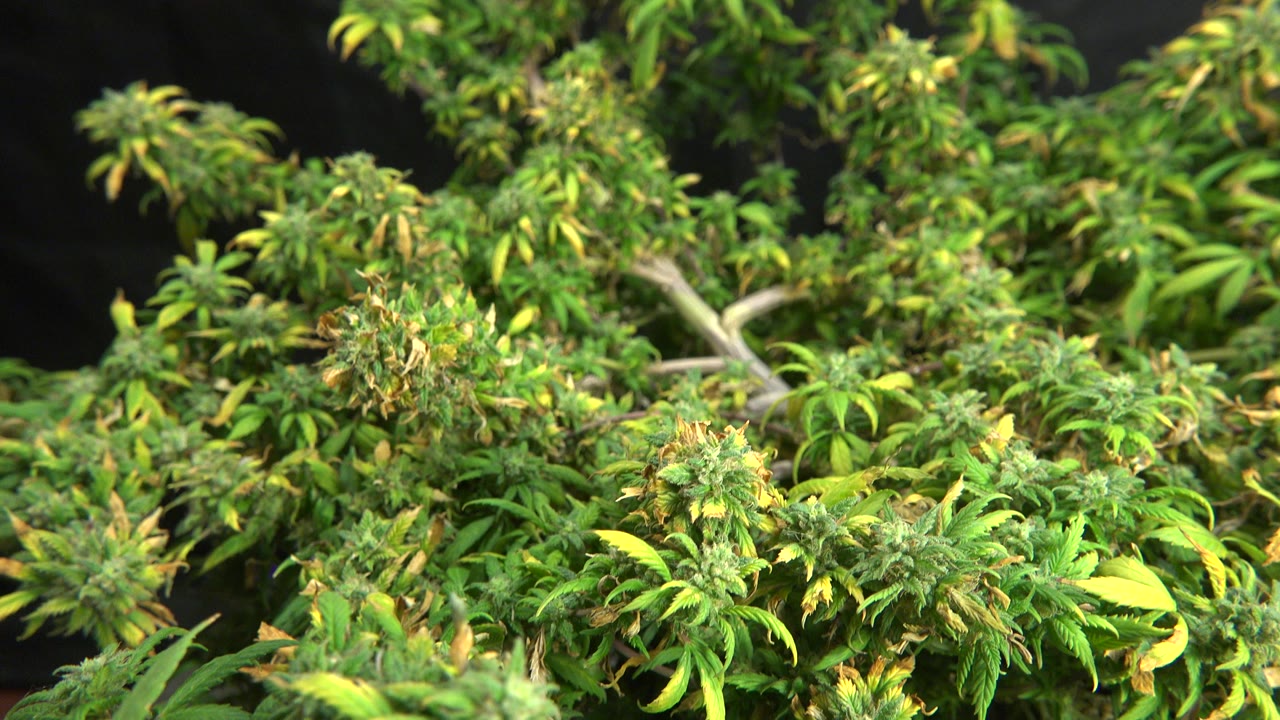Close view of green and yellow leafy growth in Westminster, Colorado, with pale branches behind it and no visible people.
