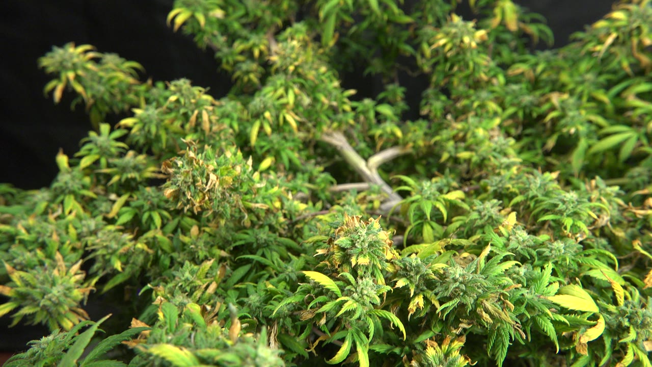 Dense leafy branches in Westminster, Colorado fill the foreground, with yellow leaf tips and a black background, no visible people.