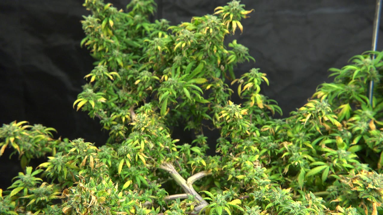 Large green plant with yellowing leaves fills the lower and center frame against a black tarp in Westminster, Colorado, with no visible people.