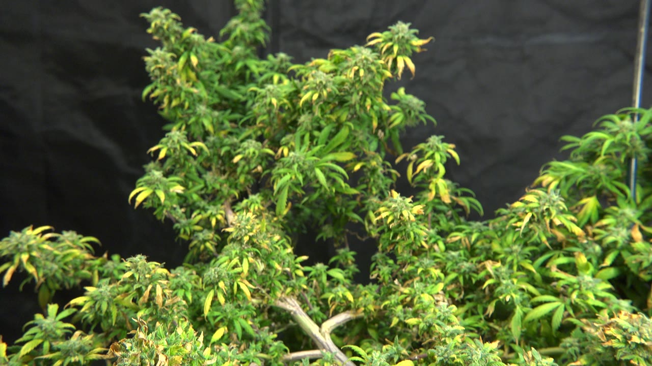 Green plant canopy with yellow leaves before black tarp.