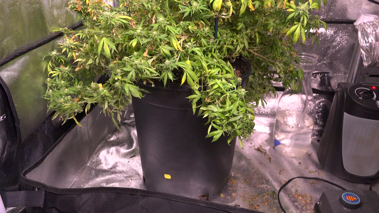 Leafy potted plant inside a reflective grow tent