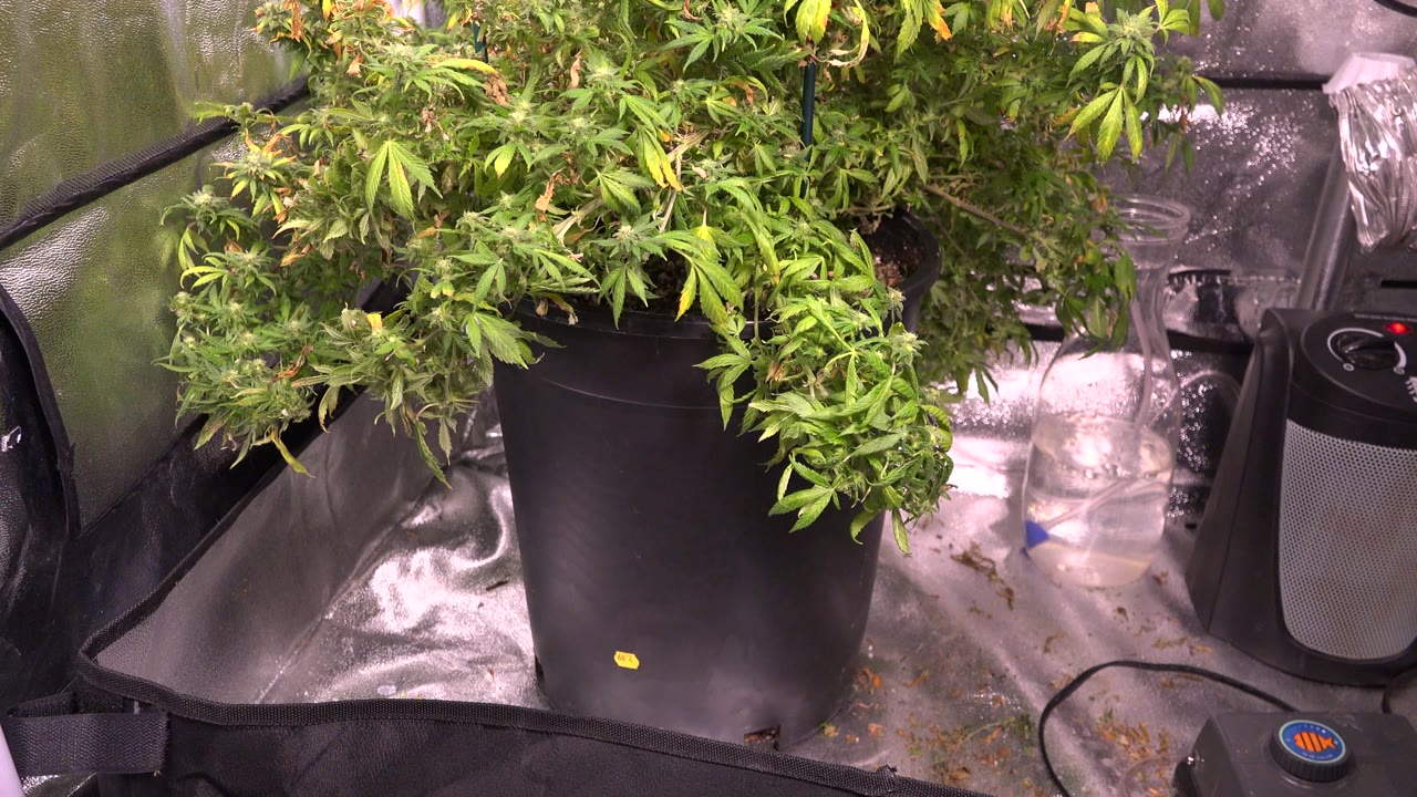 At 0:01, the black plant pot and dense green leaves remain centered under artificial light, with reflective tent lining and equipment visible, and no visible people.