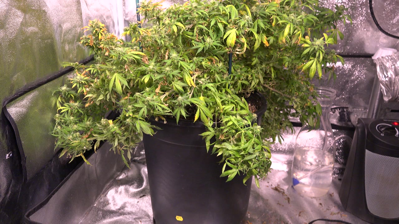 Large leafy plant in a black fabric pot inside a reflective grow tent