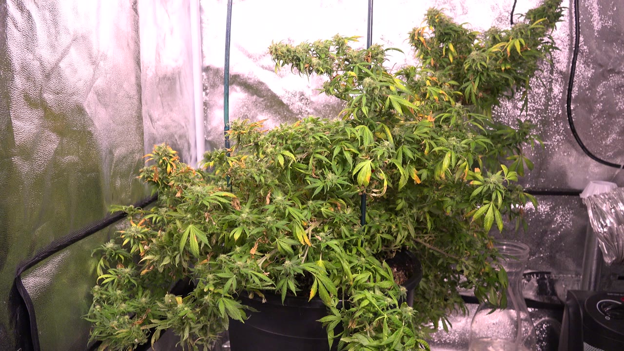 Cannabis plants in a Westminster, Colorado grow room fill the lower frame beneath pink-white light, with reflective tent walls and no visible people.
