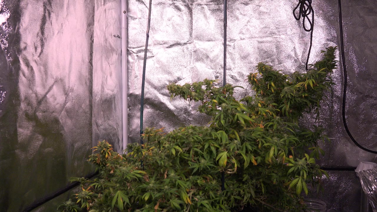 Green plants in front of a reflective indoor wall with hanging cables.