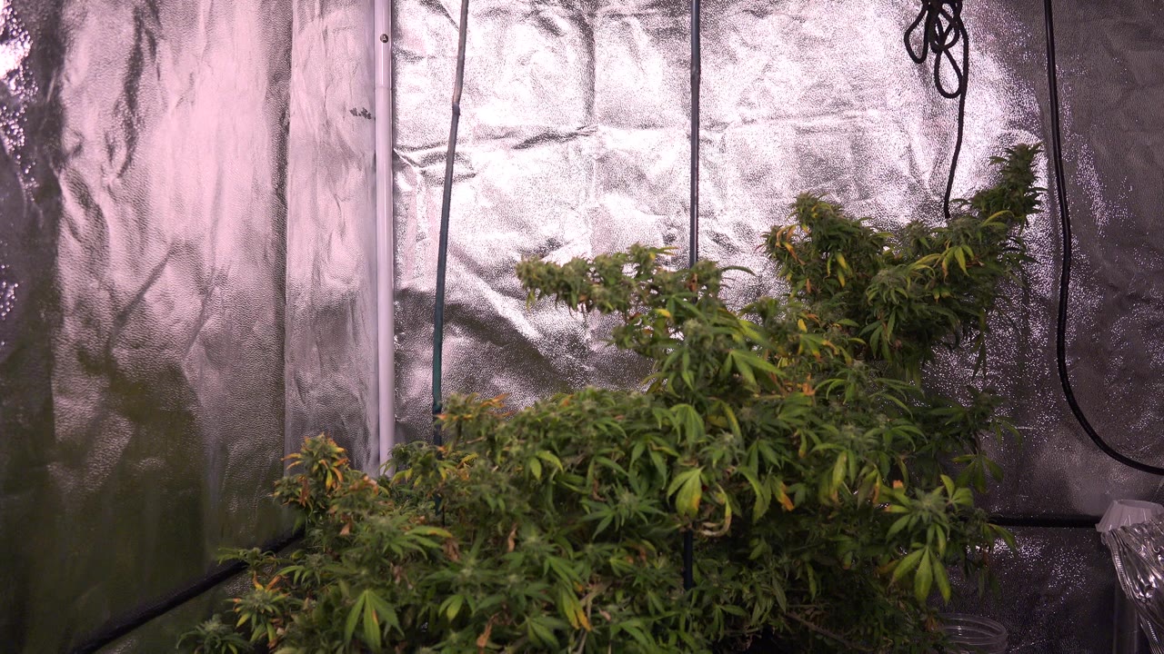 Early frame from Westminster, Colorado showing leafy plants clustered at the bottom, reflective tarp panels across the background, dangling black cords, and no visible people.