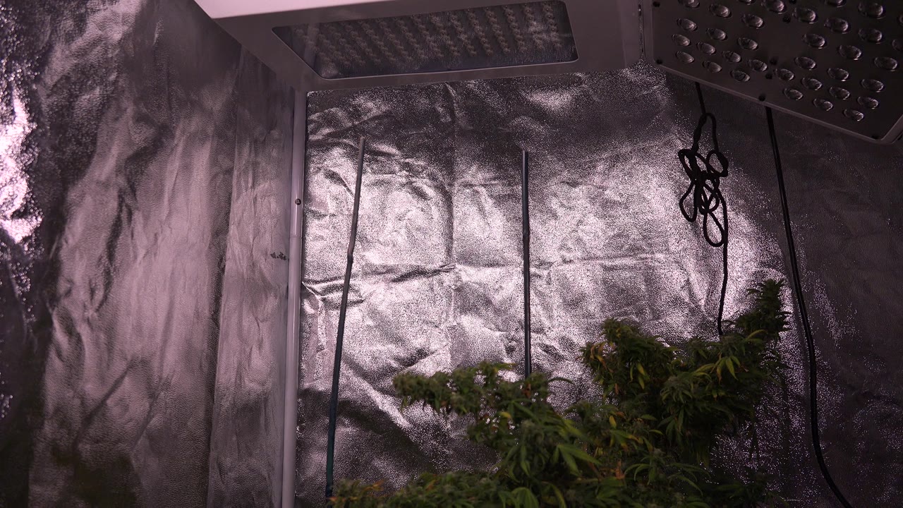 Reflective silver wall panels with overhead lights, hanging wires, and green plants at the bottom.