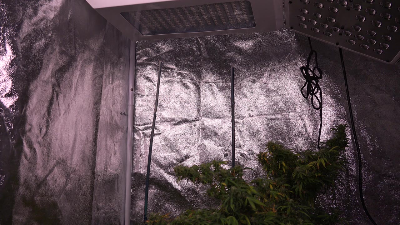 At 0:01, the Westminster, Colorado frame holds on shiny wall lining, vertical dark supports, a white overhead fixture, a dark light panel, hanging cords, lower green plants, and no visible people.