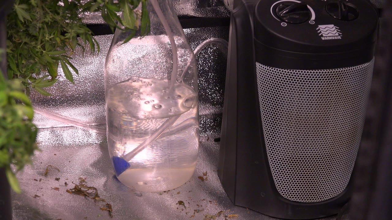 At 0:00 in Westminster, Colorado, tubing runs into a clear water container beside leafy plants, reflective grow-tent lining, and a black heater or fan unit, with no visible people.