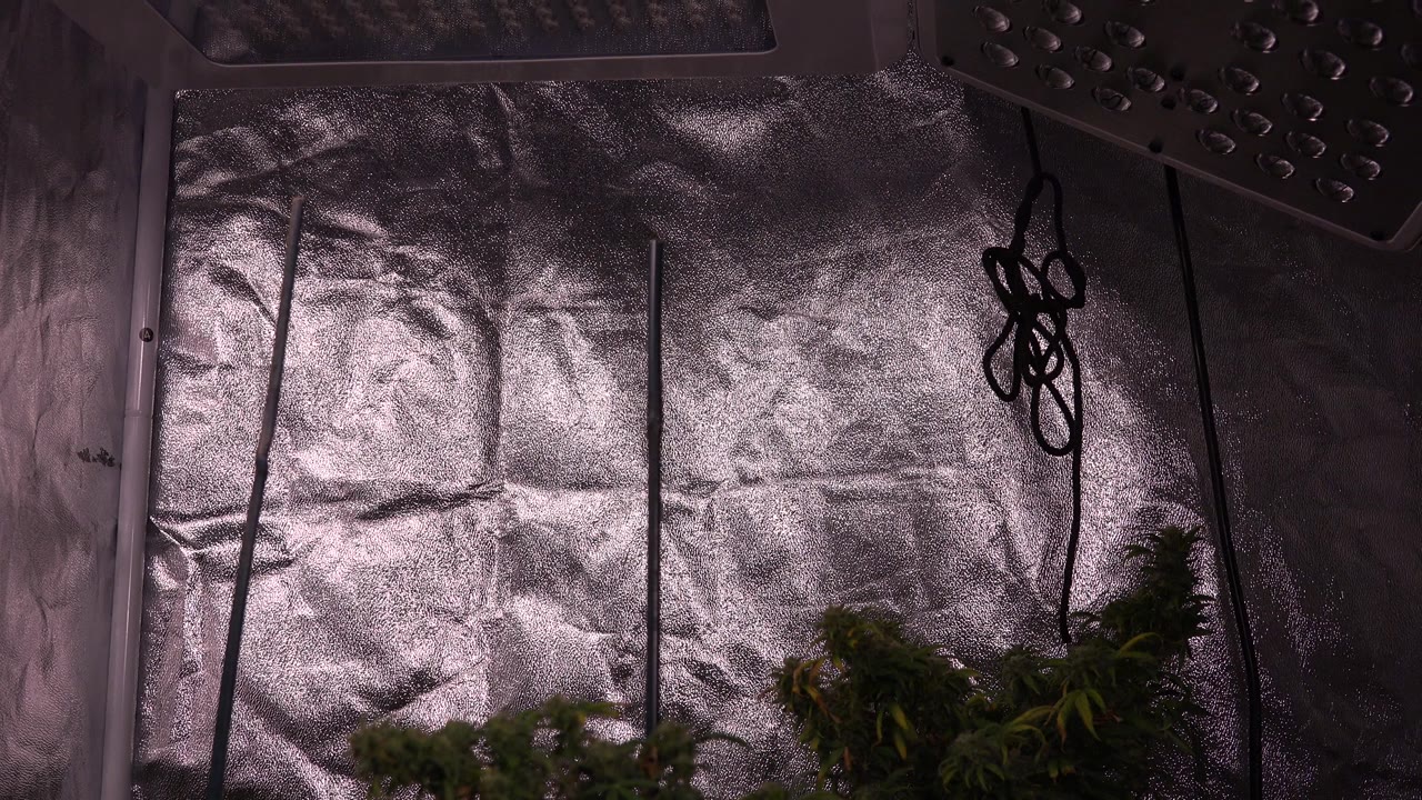 Reflective grow area with plant foliage at the bottom and overhead lighting hardware.